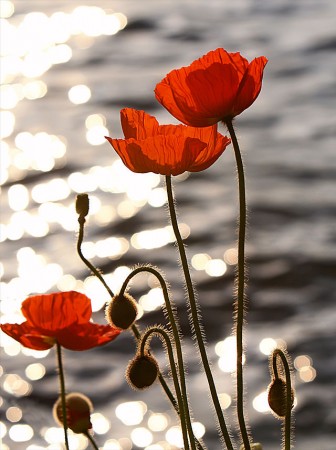 Eric Hill from Boston, MA, USA - Poppies in the Sunset on Lake Geneva Uploaded by PDTillman